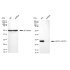 KD-Validated GSTP1 Rabbit mAb (20 μl)