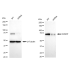 KD-Validated KHSRP Rabbit mAb (20 μl)