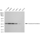 KD-Validated GSC Rabbit mAb (20 μl)