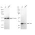KD-Validated MLD Rabbit mAb (20 μl)