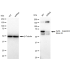 KD-Validated CDK16 Rabbit mAb (20 μl)