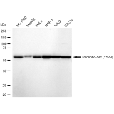 KD-Validated Phospho-Src (Y529) Rabbit mAb (20 μl)