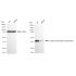 KD-Validated GOT2 Rabbit mAb (20 μl)