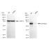KD-Validated GATAD2A Rabbit mAb (20 μl)