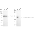 KD-Validated FDPS Rabbit mAb (20 μl)