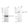 KD-Validated DGCR8 Rabbit mAb (20 μl)
