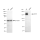 KD-Validated EGFR Rabbit mAb (20 μl)