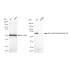 KD-Validated PDCE2 Rabbit mAb (20 μl)