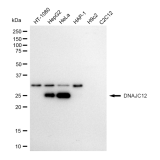 KD-Validated DNAJC12 Rabbit mAb (20 μl)