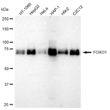KD-Validated FOXO1 Rabbit mAb (20 μl)