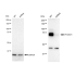 KD-Validated FOXO1 Rabbit mAb (20 μl)