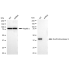 KD-Validated ENGL Rabbit mAb (20 μl)