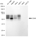KD-Validated CD46 Rabbit mAb (20 μl)