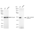 KD-Validated GAP43 Rabbit mAb (20 μl)