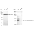 KD-Validated GATA3 Rabbit mAb (20 μl)