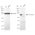KD-Validated NF-kB p65 Rabbit mAb (20 μl)