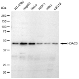 KD-Validated HDAC3 Rabbit mAb (20 μl)