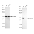 KD-Validated HDAC3 Rabbit mAb (20 μl)