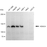 KD-Validated HDAC4 Rabbit mAb (20 μl)