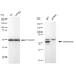 KD-Validated GLS Rabbit mAb (20 μl)