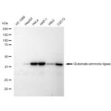 KD-Validated GLNS Rabbit mAb (20 μl)
