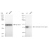 KD-Validated GLNS Rabbit mAb (20 μl)