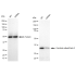 KD-Validated GNB2 Rabbit mAb (20 μl)