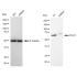 KD-Validated IRAK3 Rabbit mAb (20 μl)