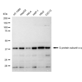 KD-Validated GAQ Rabbit mAb (20 μl)