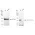 KD-Validated GAQ Rabbit mAb (20 μl)