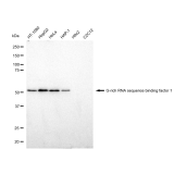 KD-Validated GRSF1 Rabbit mAb (20 μl)