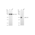 KD-Validated GRSF1 Rabbit mAb (20 μl)
