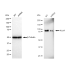 KD-Validated PCAF Rabbit mAb (20 μl)