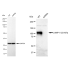 KD-Validated CD107a Rabbit mAb (20 μl)