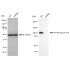 KD-Validated PI3KCB Rabbit mAb (20 μl)