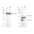 KD-Validated LGMN Rabbit mAb (20 μl)