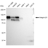 KD-Validated CD29 Rabbit mAb (20 μl)