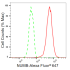 KD-Validated NUMB Rabbit mAb (20 μl)