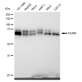 KD-Validated NUMB Rabbit mAb (20 μl)