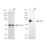 KD-Validated NUMB Rabbit mAb (20 μl)