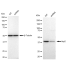 KD-Validated Arp2 Rabbit mAb (20 μl)