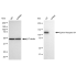 KD-Validated EphB4 Rabbit mAb (20 μl)