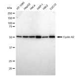 KD-Validated CCNA Rabbit mAb (20 μl)