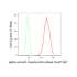 KD-Validated ACTSA Rabbit mAb (20 μl)