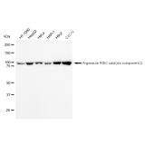 KD-Validated EIF2C Rabbit mAb (20 μl)