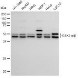 KD-Validated GSK3A Rabbit mAb (20 μl)