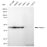 KD-Validated Flotillin 1 Rabbit mAb (20 μl)