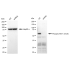 KD-Validated Phospho-AKT1 (S129) Rabbit mAb (20 μl)