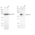 KD-Validated Smad4 Rabbit mAb (20 μl)