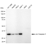 KD-Validated CPP32B Rabbit mAb (20 μl)